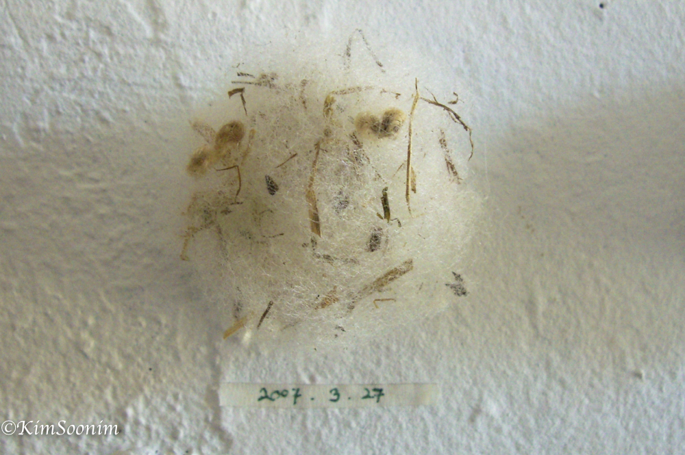 P2012WildSeeds_03.jpg