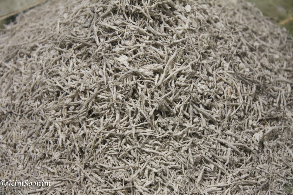 P2012WildSeeds_29.jpg