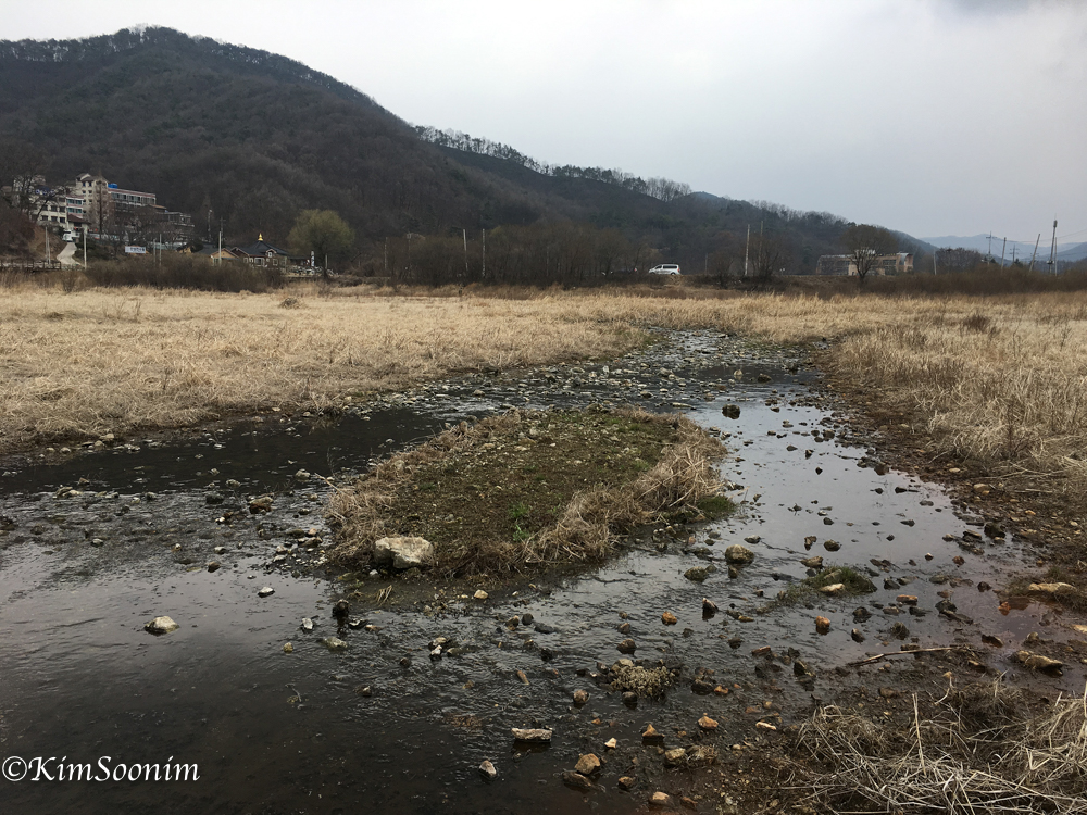 20170401소나무봄_04.jpg