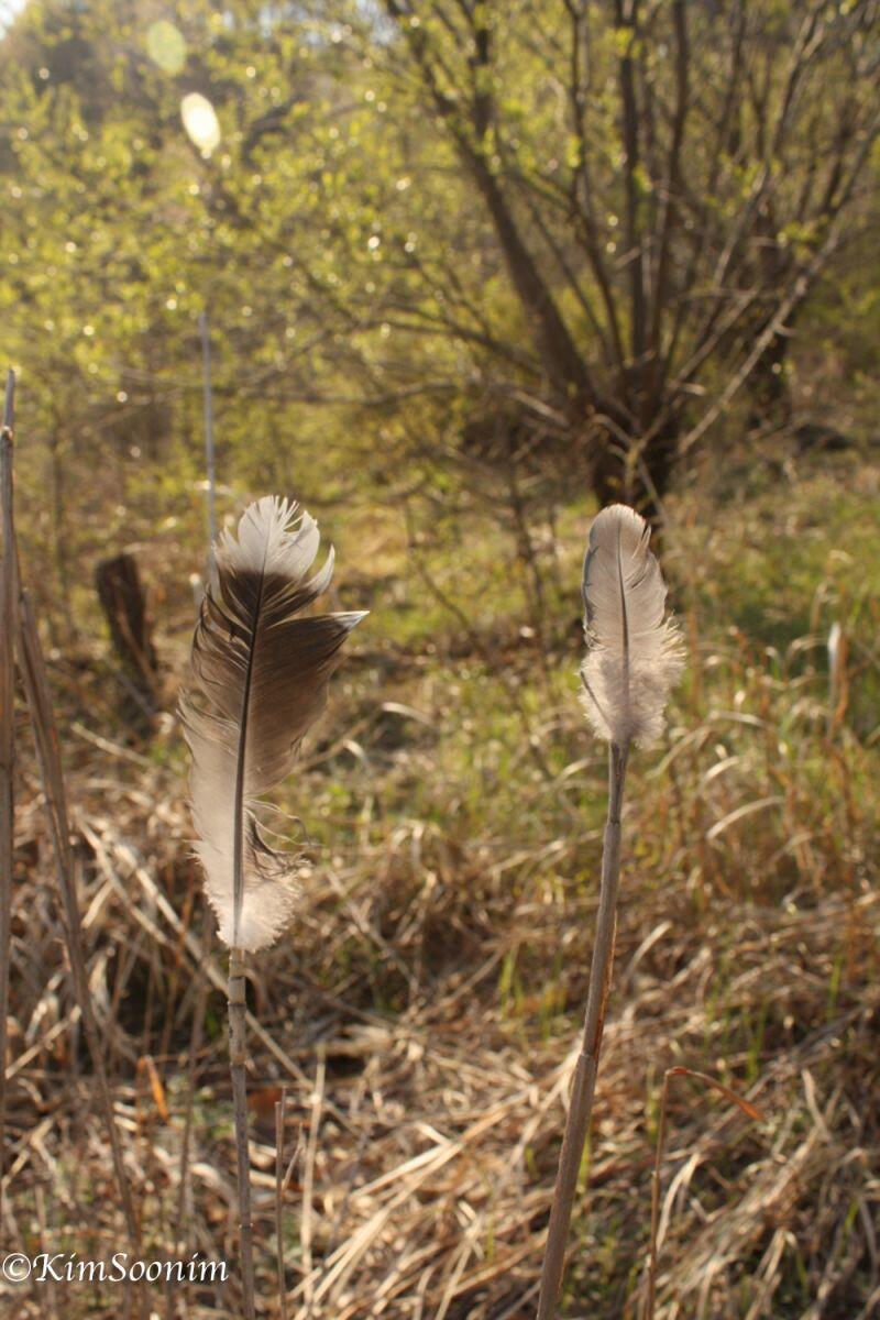 20130427Yatooi봄공주_15.jpg