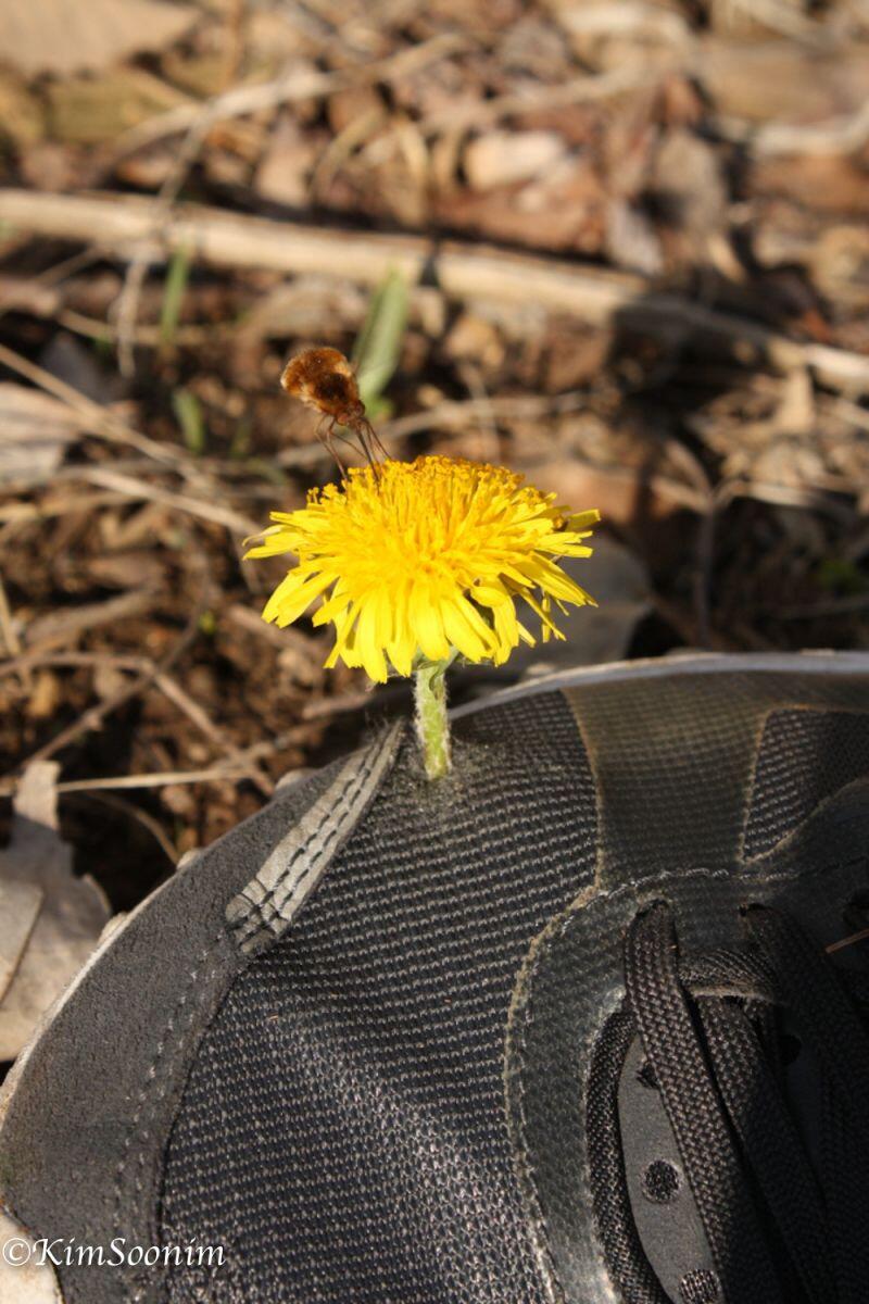 20130427Yatooi봄공주_04.jpg