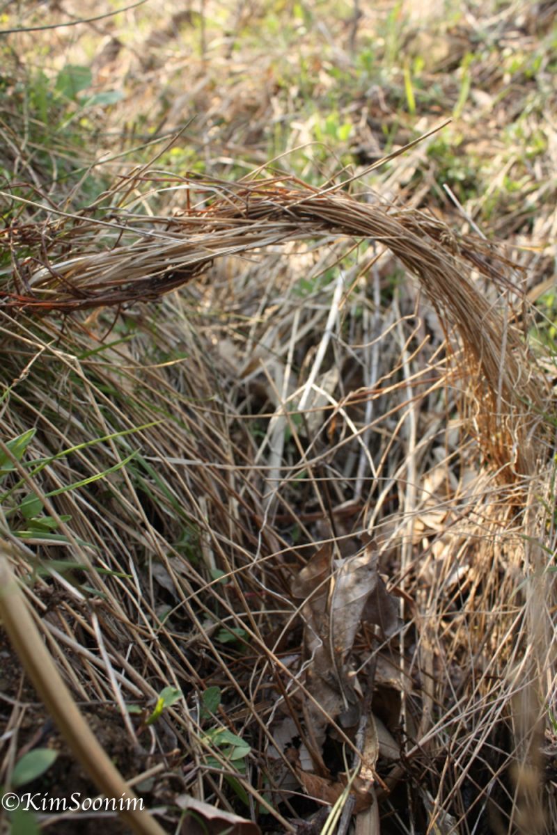 20130427Yatooi봄공주_07.jpg