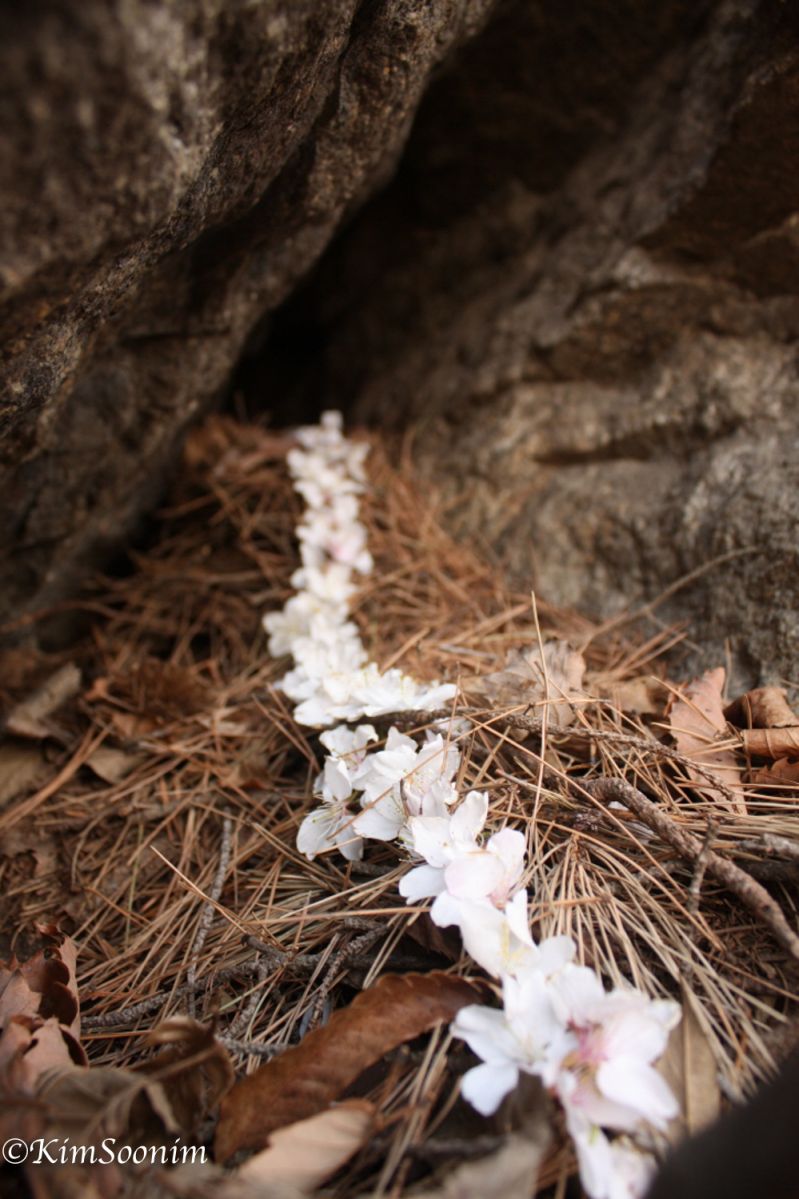 20130427Yatooi봄공주_01.jpg