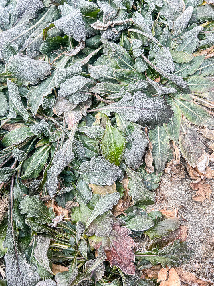 김순임_Hello Green_팔복동 20241219.jpg